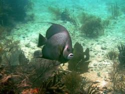This Grey Angelfish photo was taken in the Keys using an ... by Amanda Weinkauf 